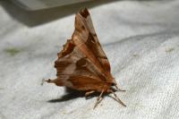 Selenia tetralunaria