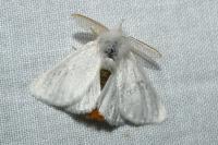 Euproctis chrysorrhoea