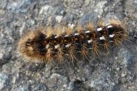 Acronicta rumicis