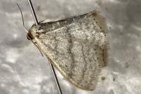 Idaea subsericeata