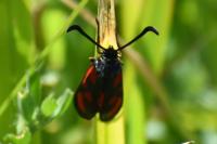 Zygaena loti