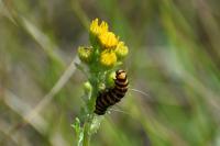 Tyria jacobaeae