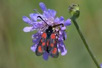 Zygaena loti