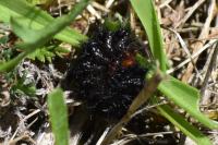 Melitaea cinxia