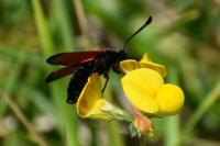 Zygaena loti