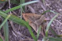 Synaphe punctalis