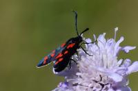 Zygaena transalpina