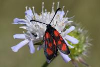 Zygaena loti