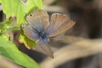 Lampides boeticus