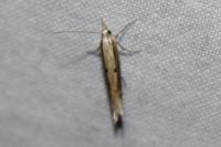 Ypsolopha nemorella