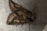 Allophyes oxyacanthae