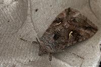 Autographa gamma