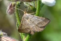 Isturgia murinaria