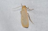 Katha depressa