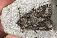 Allophyes oxyacanthae