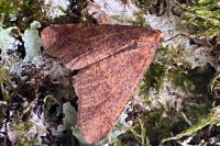 Erannis defoliaria