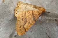 Phigaliohybernia aurantiaria