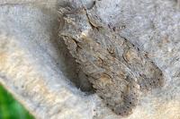 Lithophane ornitopus