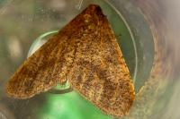 Erannis defoliaria