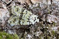 Griposia aprilina