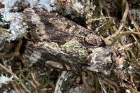 Allophyes oxyacanthae