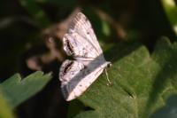 Cataclysta lemnata