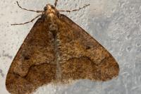 Erannis defoliaria