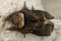 Poecilocampa populi