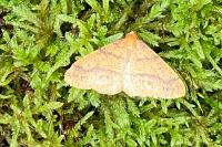 Phigaliohybernia aurantiaria