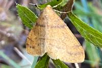 Phigaliohybernia aurantiaria