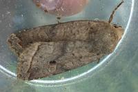 Leptologia lota
