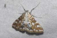 Elophila nymphaeata