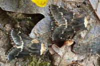 Poecilocampa populi