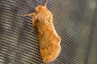 Ptilophora plumigera