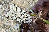 Griposia aprilina
