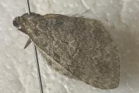 Epirrita