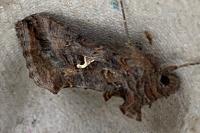 Autographa gamma