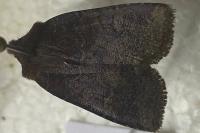 Conistra ligula