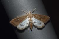 Parapoynx stratiotata