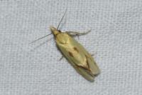 Agapeta hamana