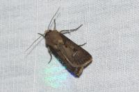 Agrotis exclamationis