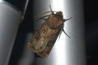 Agrotis bigramma