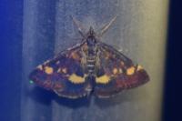 Pyrausta aurata