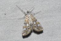 Elophila nymphaeata