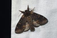 Notodonta dromedarius