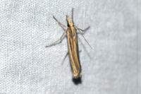 Ancylolomia tentaculella