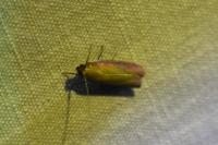 Oncocera semirubella