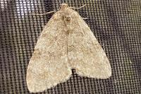Epirrita dilutata