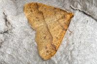 Phigaliohybernia aurantiaria