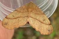Colotois pennaria